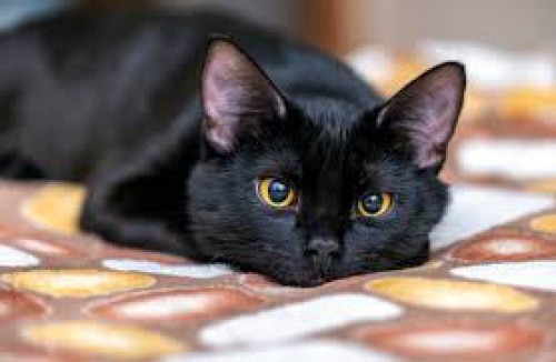 A pet in deed