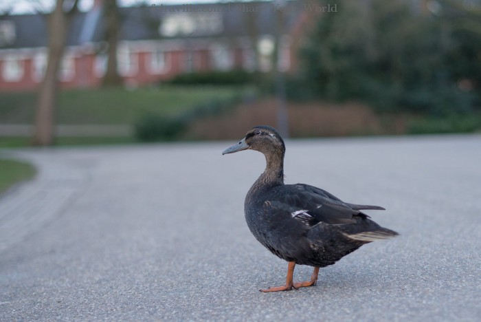 Curvaceous Ducks