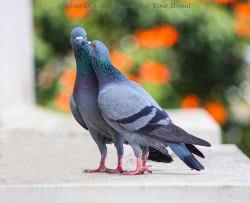 The Birds Concert