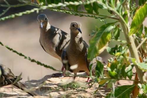 Those Beautiful Doves